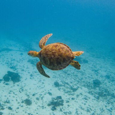 Snorkeling Tour 009