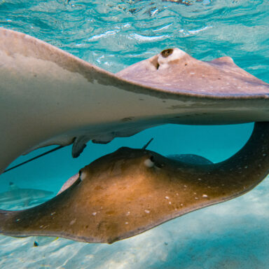 Snorkeling Tour 022