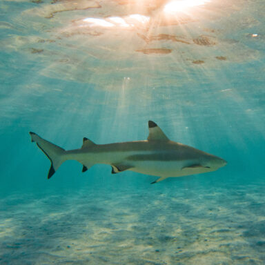 Snorkeling Tour 025