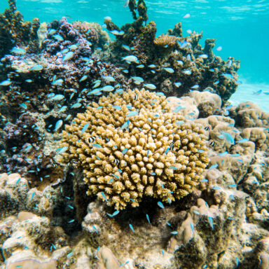 Excursion de plongée en apnée 027