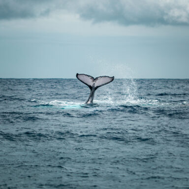 Dolphin and Whale Watching Tour 002