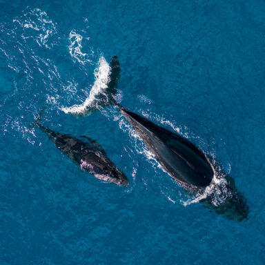 Excursion d’observation des dauphins et des baleines 004