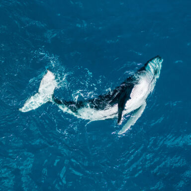 Excursion d’observation des dauphins et des baleines 005