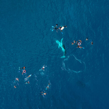 Excursion d’observation des dauphins et des baleines 006