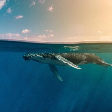 Excursion d’observation des dauphins et des baleines 007