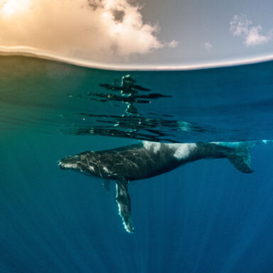 Excursion d’observation des dauphins et des baleines 009