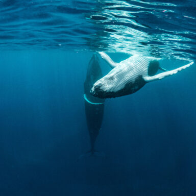 Excursion d’observation des dauphins et des baleines 011