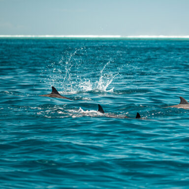 Dolphin and Whale Watching Tour 012